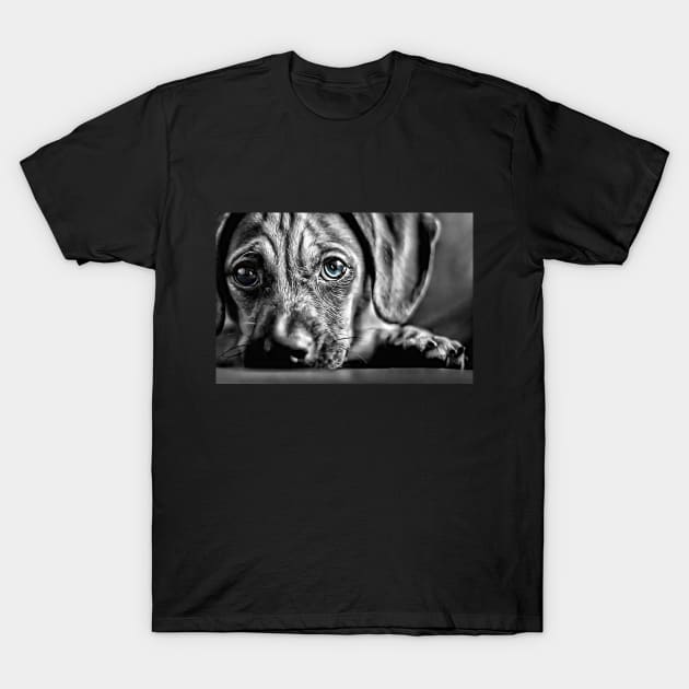 Blue-Eyed Black & White Puppy T-Shirt by cameradog